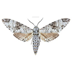 /filer/webapps/moths/media/images/K/kuchleri_Covelliana_PTM_ZSM.jpg
