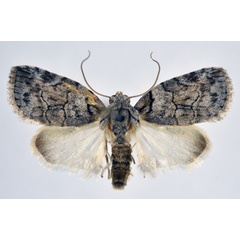 /filer/webapps/moths/media/images/V/virgulana_Pardasena_AM_NHMO.jpg