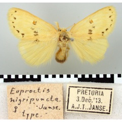 /filer/webapps/moths/media/images/N/nigripuncta_Euproctis_HT_TMSA.jpg