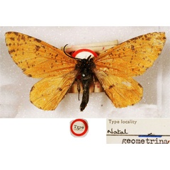 /filer/webapps/moths/media/images/G/geometrina_Diptychis_HT_BMNH.jpg