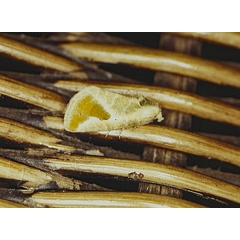 /filer/webapps/moths/media/images/A/admota_Eublemma_A_Roland_01.jpg