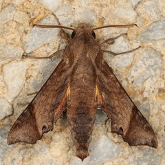 /filer/webapps/moths/media/images/P/pseudopylas_Temnora_A_Heynsa.jpg