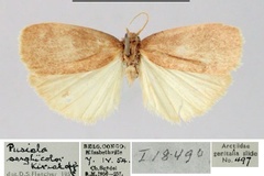 Pusiola sorghicolor