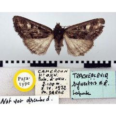 /filer/webapps/moths/media/images/S/sylvestris_Tracheplexia_PT_BMNH.jpg