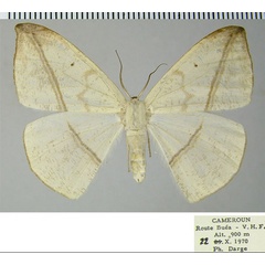 /filer/webapps/moths/media/images/A/apicitincta_Acrostatheusis_AF_ZSM_01.jpg