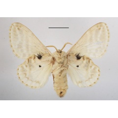 /filer/webapps/moths/media/images/M/magna_Eucraera_AF_MGCLb_01.JPG