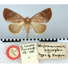 /filer/webapps/moths/media/images/A/agrapha_Westermannia_HT_BMNH.jpg