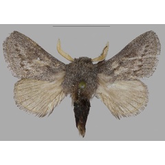 /filer/webapps/moths/media/images/A/asterae_Gaiarana_PTM_MfN_01.jpg