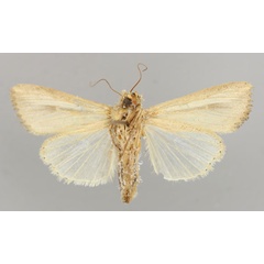 /filer/webapps/moths/media/images/P/pseudoloreyi_Leucania_A_RMCA_02.jpg