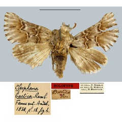 /filer/webapps/moths/media/images/B/baetica_Cleophana_HT_MNHN.jpg