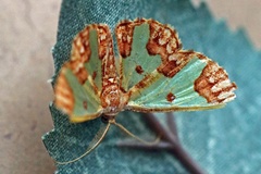 Zamarada arguta