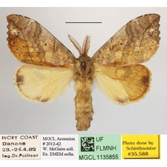 /filer/webapps/moths/media/images/M/medjensis_Paratrotonotus_A_MGCLa_01.JPG