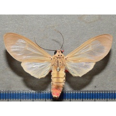 /filer/webapps/moths/media/images/P/puella_invidua_Amerila_A_Goffa_01.jpg