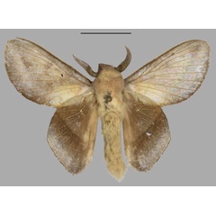 /filer/webapps/moths/media/images/E/ekongo_Sonitha_HT_Mueller.jpg