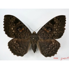 /filer/webapps/moths/media/images/W/walkeri_Erebus_A_Alberta_01.jpg