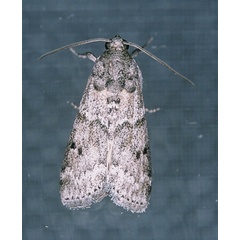 /filer/webapps/moths/media/images/D/durbanica_Bahiria_A_Roland_01.jpg