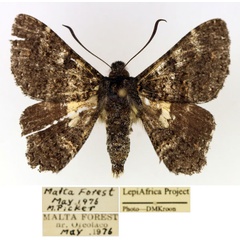 /filer/webapps/moths/media/images/H/hesperistis_Apoprogones_AM_TMSA_01.jpg