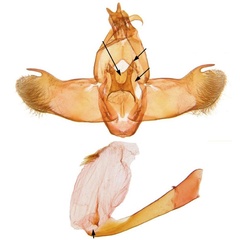 /filer/webapps/moths/media/images/P/pollex_Ptilothyris_GMHT_ANHRT_428.jpg