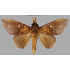 /filer/webapps/moths/media/images/C/carlottae_Hypotrabala_PTM_RMCA_01.jpg