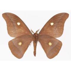 /filer/webapps/moths/media/images/K/krucki_Gonimbrasia_AM_Basquin_01b.jpg