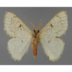 /filer/webapps/moths/media/images/O/ochrea_Cacochloris_A_ZSM_02.jpg