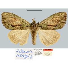 /filer/webapps/moths/media/images/S/salvatgei_Radamaria_AT_MNHN.jpg