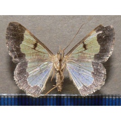 /filer/webapps/moths/media/images/E/euerces_Zamarada_A_Goff_02.jpg