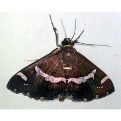 /filer/webapps/moths/media/images/R/recurvalis_Spoladea_A_Bakheet.jpg
