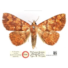 /filer/webapps/moths/media/images/A/albiguttula_Phlogochroa_HT_BMNH_fbLRuvU.jpg
