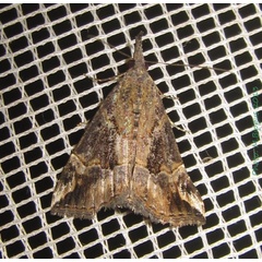 /filer/webapps/moths/media/images/L/laceratalis_Hypena_A_Bippus.jpg