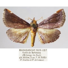 /filer/webapps/moths/media/images/H/hepaticalis_Prosaris_AM_MNHN.jpg