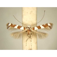 /filer/webapps/moths/media/images/T/terminalina_Acrocercops_PT_TMSA6194.jpg