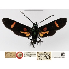 /filer/webapps/moths/media/images/O/orbiculata_Charidea_HT_NHMUK.jpg