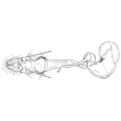 /filer/webapps/moths/media/images/P/pleroma_Plinthograptis_GFHT_ISEA.jpg