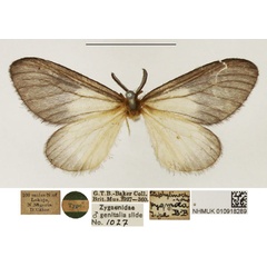 /filer/webapps/moths/media/images/P/pygmaea_Staphylinochrous_HT_NHMUK.jpg