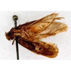 /filer/webapps/moths/media/images/S/speculella_Tinea_LT_SNHMb.jpg
