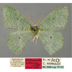 /filer/webapps/moths/media/images/E/extrema_Heterorachis_HT_ZSM_01.jpg