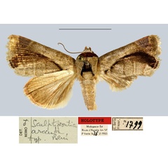 /filer/webapps/moths/media/images/A/arcuata_Sculptifrontia_HT_MNHN.jpg