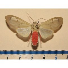 /filer/webapps/moths/media/images/V/vitrea_Amerila_A_Goff_02.jpg