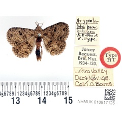 /filer/webapps/moths/media/images/P/punctilinea_Argyrolopha_HT_BMNH.jpg