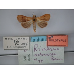 /filer/webapps/moths/media/images/O/ochracea_Rivula_HT_RMCA_01.jpg