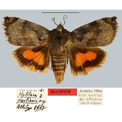 /filer/webapps/moths/media/images/P/paulianii_Hyblaea_AT_MNHNa.jpg