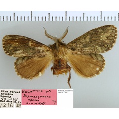 /filer/webapps/moths/media/images/A/adusta_Desmeocraera_HT_NMB.jpg