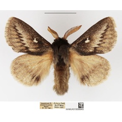 /filer/webapps/moths/media/images/L/levenna_Sena_AM_NHMUK.jpg
