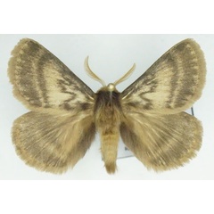 /filer/webapps/moths/media/images/I/incerta_Phyllalia_AM_Stroehle_01.jpg