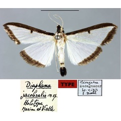 /filer/webapps/moths/media/images/J/jacobsalis_Diaphania_HT_MNHN.jpg