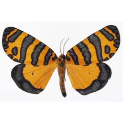 /filer/webapps/moths/media/images/P/pactolicus_Amphicallia_AF_Basquin.jpg