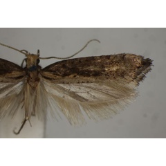 /filer/webapps/moths/media/images/S/stichocentra_Plutella_STM_BMNH.jpg