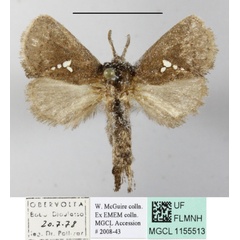/filer/webapps/moths/media/images/T/triguttata_Metarbela_A_MGCLa_03.JPG