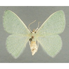 /filer/webapps/moths/media/images/I/immaculata_Prasinocyma_AF_TMSA.jpg